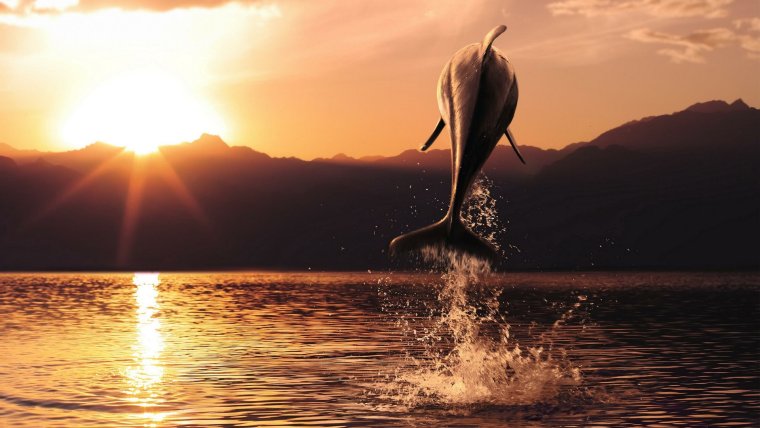 Дельфины на закате