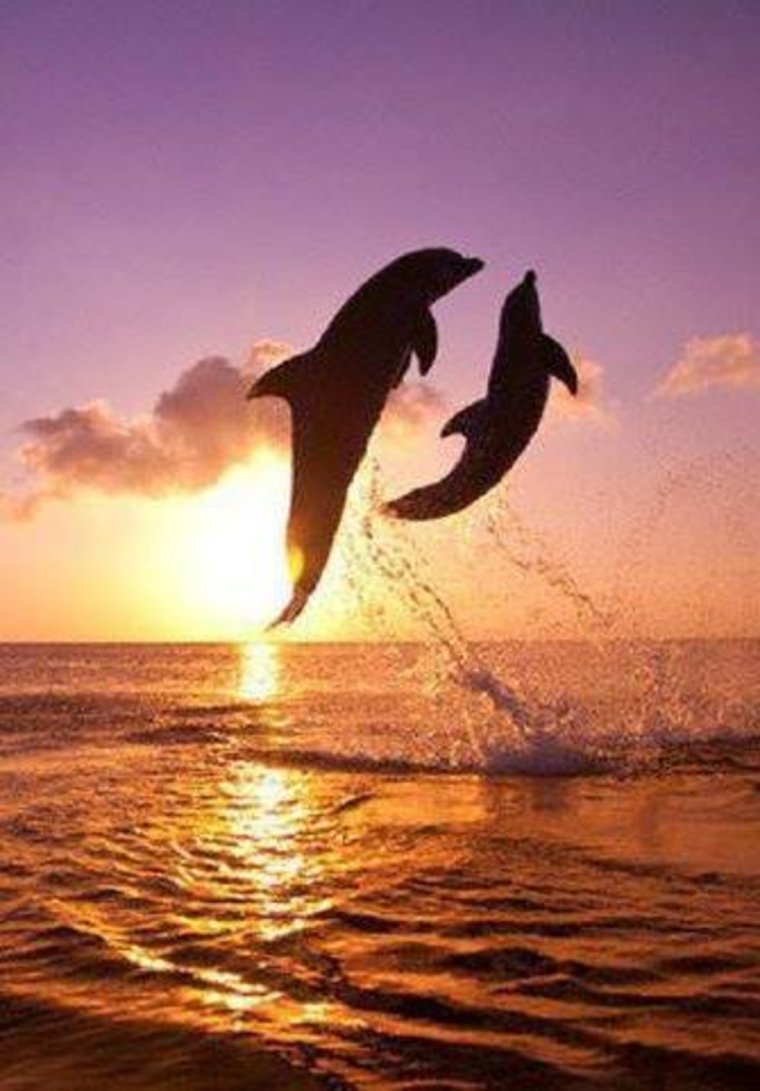 Дельфин на закате