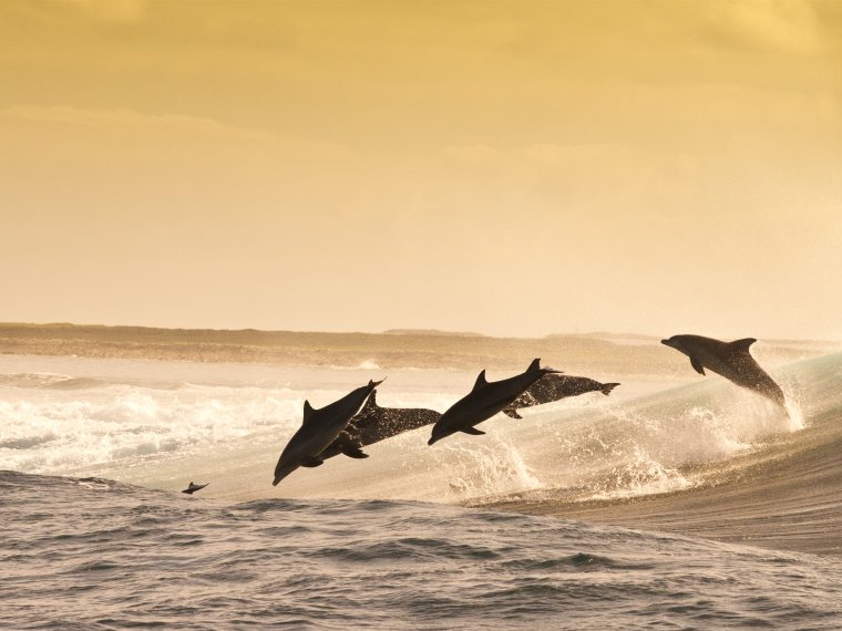 Фон море дельфины