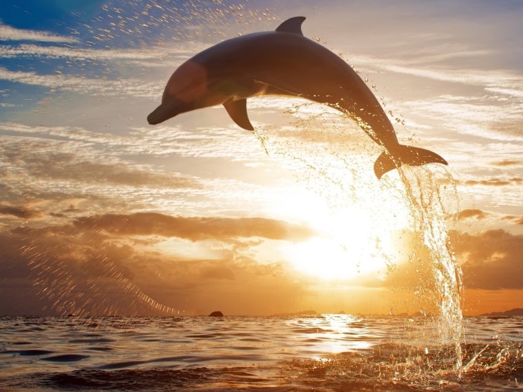 Дельфины на фоне заката