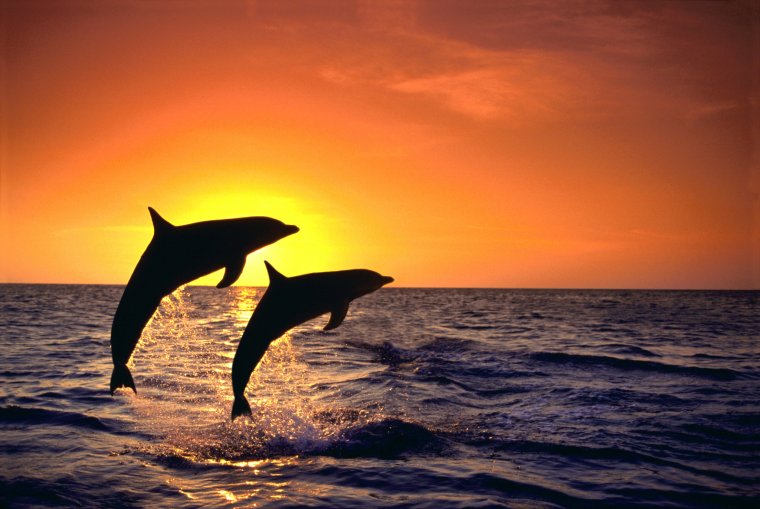 Постер 278 "Дельфин" 40х40 см