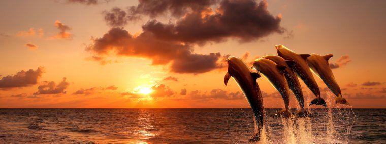 Дельфины на закате