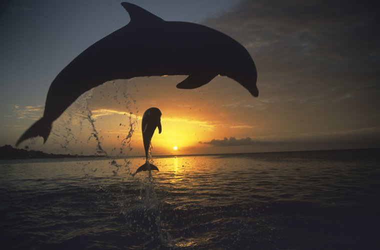 Море закат дельфины