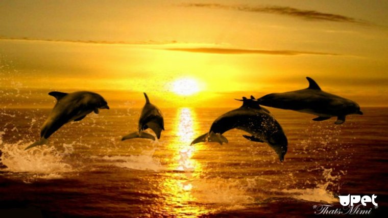 Дельфины на закате