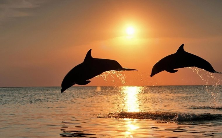Дельфин на закате