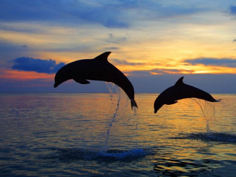 Дельфины на закате красивые фото