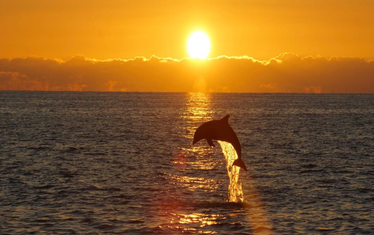 Эстетика дельфины на закате