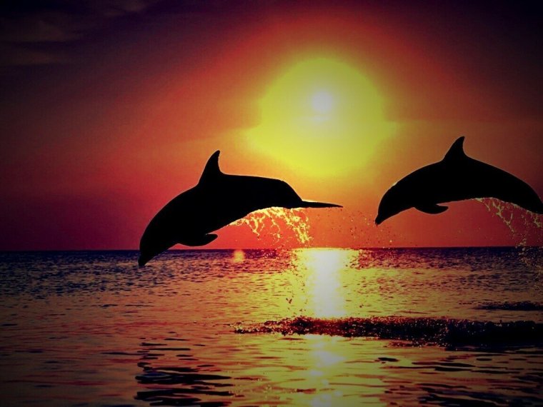 Дельфины на закате