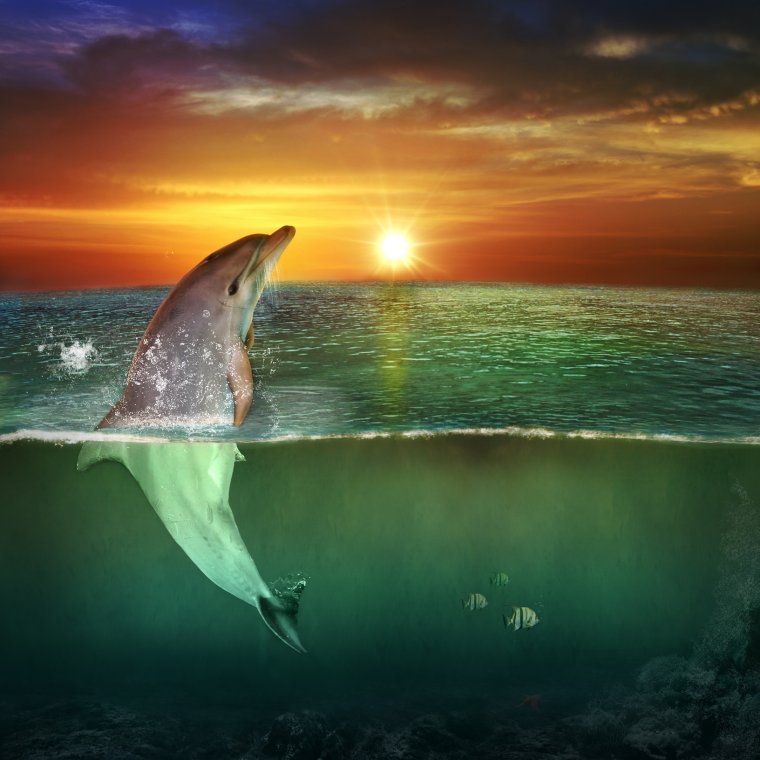 Плавник на берегу моря