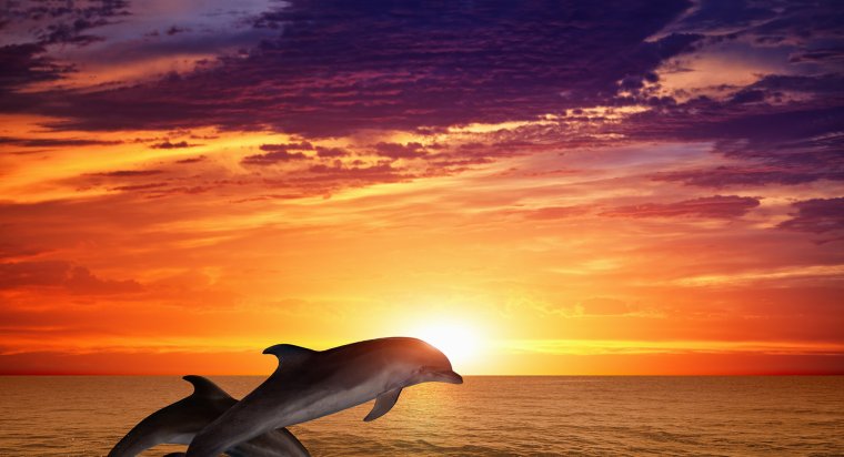 Дельфин в прыжке на закате