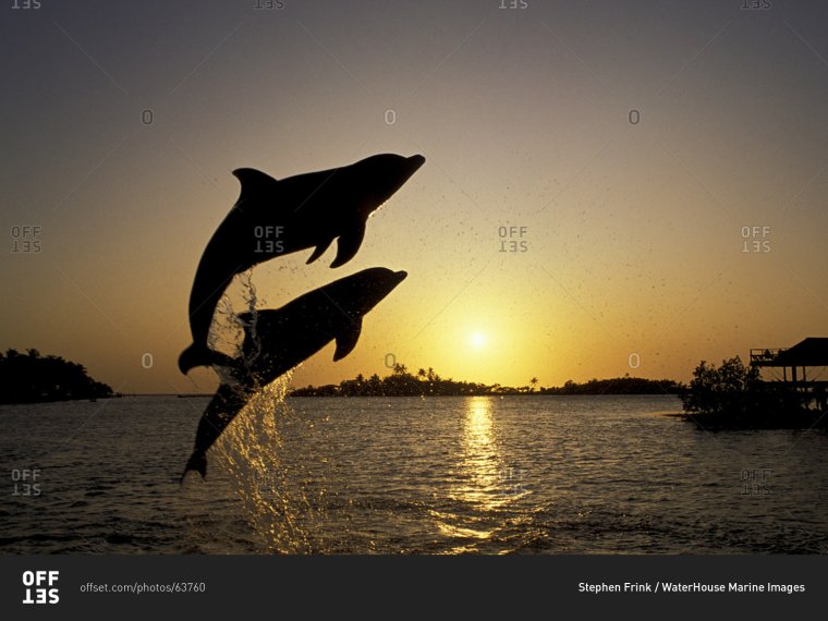 Пейзаж с дельфинами на закате