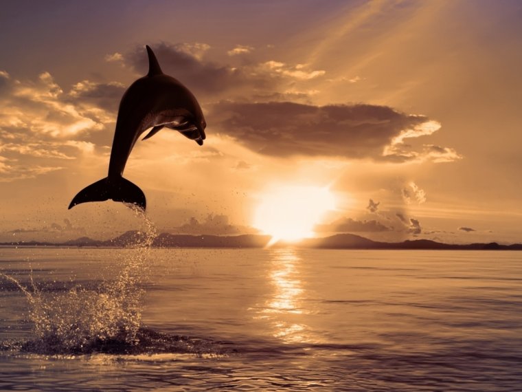 Дельфин на закате