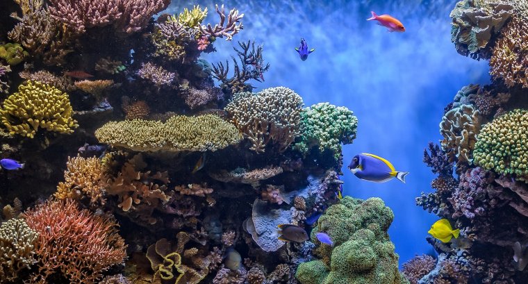 Подводный мир океана коралловый риф