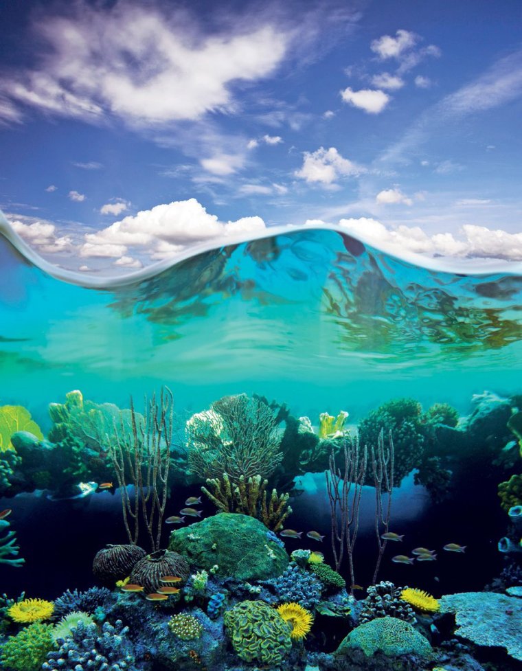 Подводный мир океана