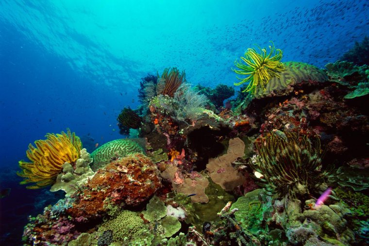 Кораллы бентос