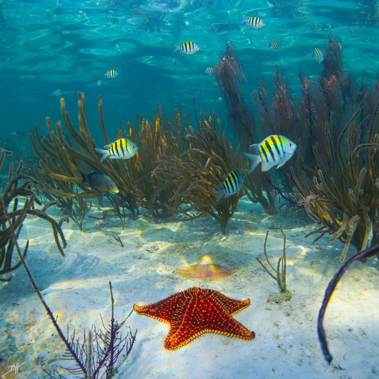 Подводный пейзаж