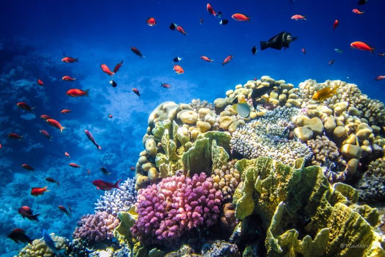 Подводный мир мирового океана