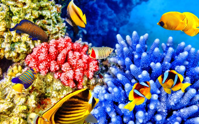 Тропические рыбки коралловый риф