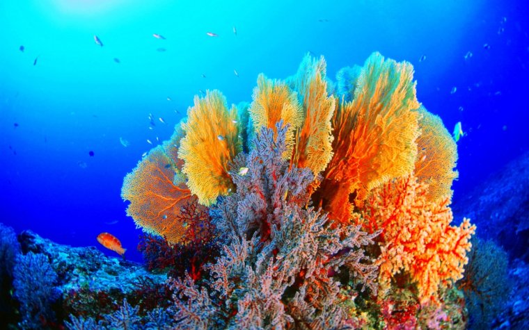 Атлантический океан коралловый риф