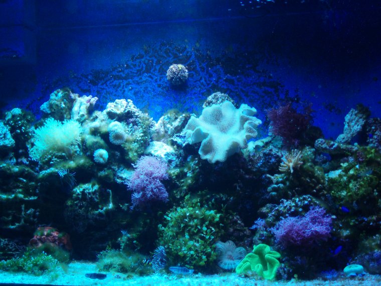 Подводный мир без рыб