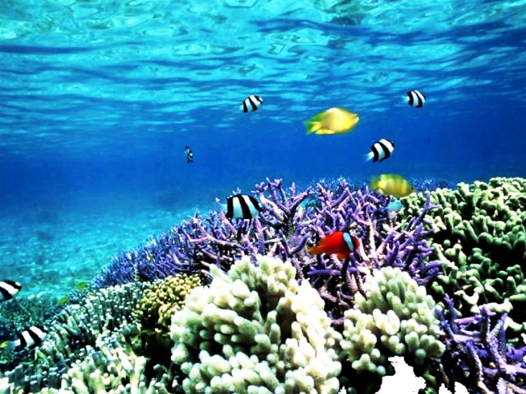 Подводный мир мирового океана