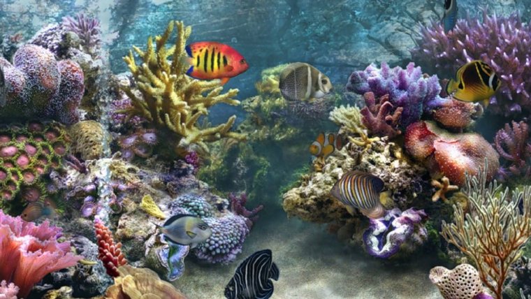 Морское дно коралловый риф