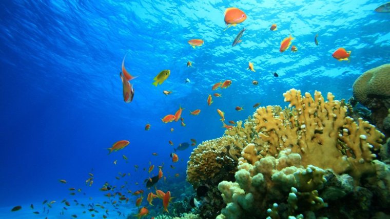 Подводный мир