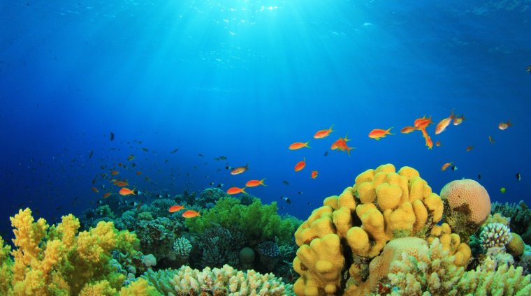 Коралловый риф на Окинаве