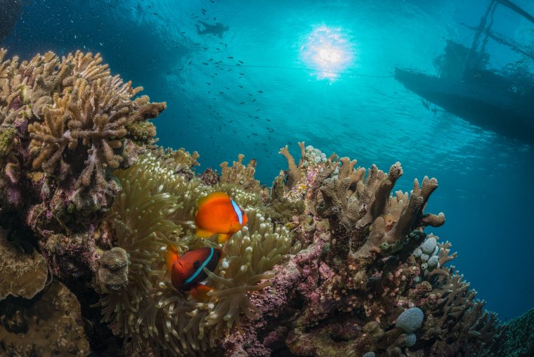 Подводный риф риф