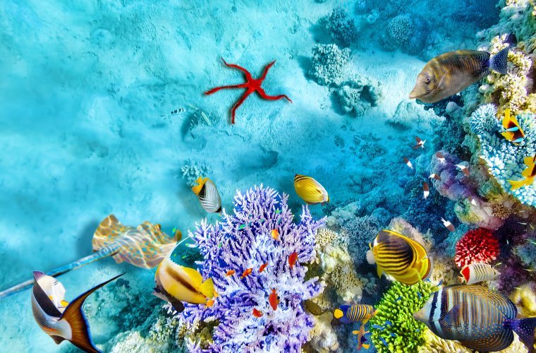 Морское дно