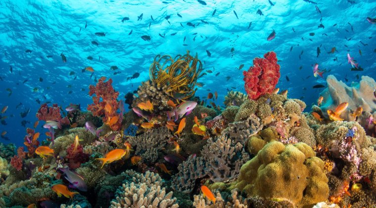 Коралловое дно