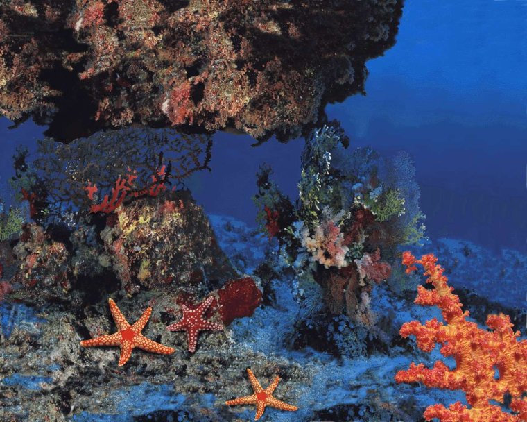 Кораллы на дне океана