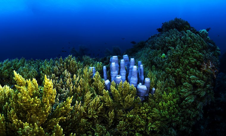 Подводный мир