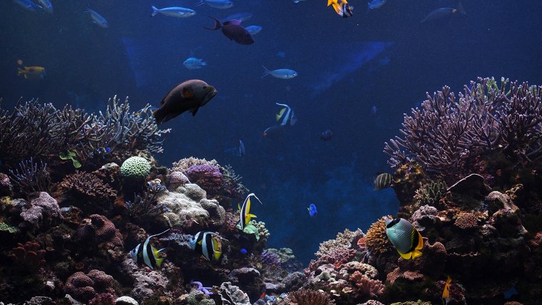 Шарм-Эль-Шейх море