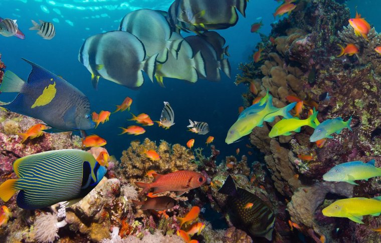 Рыбки барьерного рифа