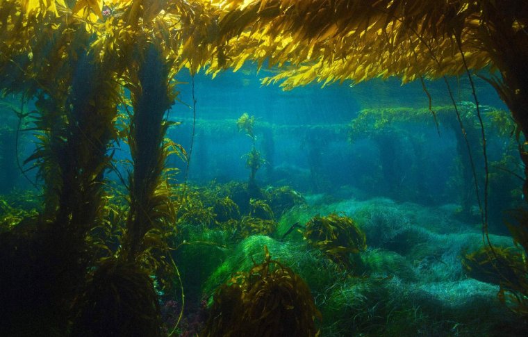 Подводный "лес"(Kelp Forest)