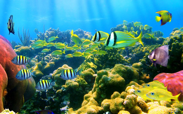 Бора Бора коралловый риф