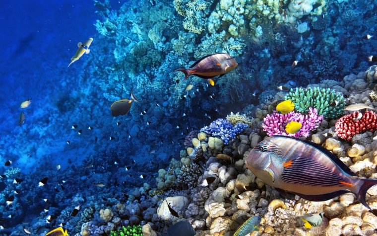 Шарм-Эль-Шейх кораллы