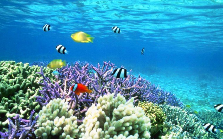 Коралловый риф