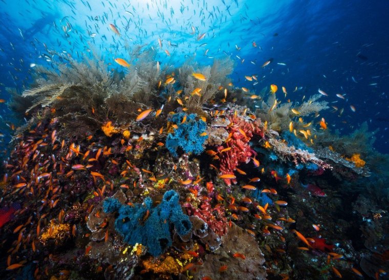 Соловьева коралловый риф