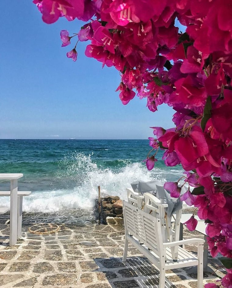 Самые красивые цветы у моря