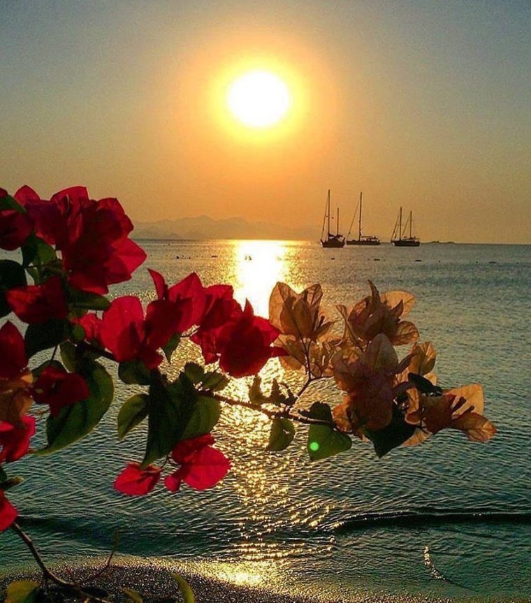 Вечернее море и цветы