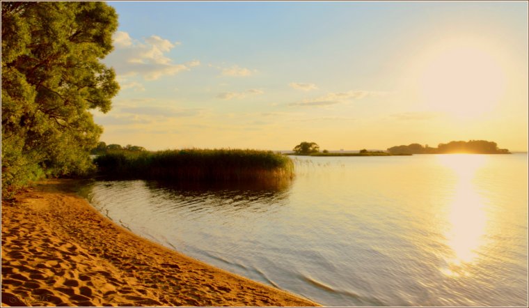 Корабельные сосны море