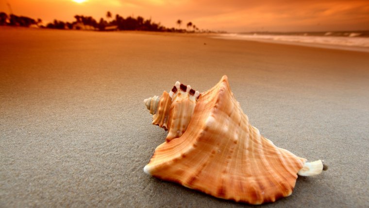 Морские раковины в море