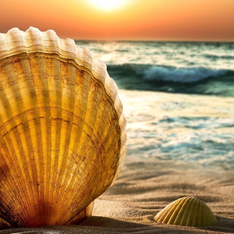Пляж с ракушкой