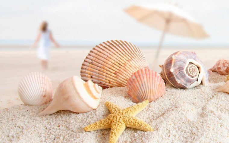 Красивые ракушки на песке