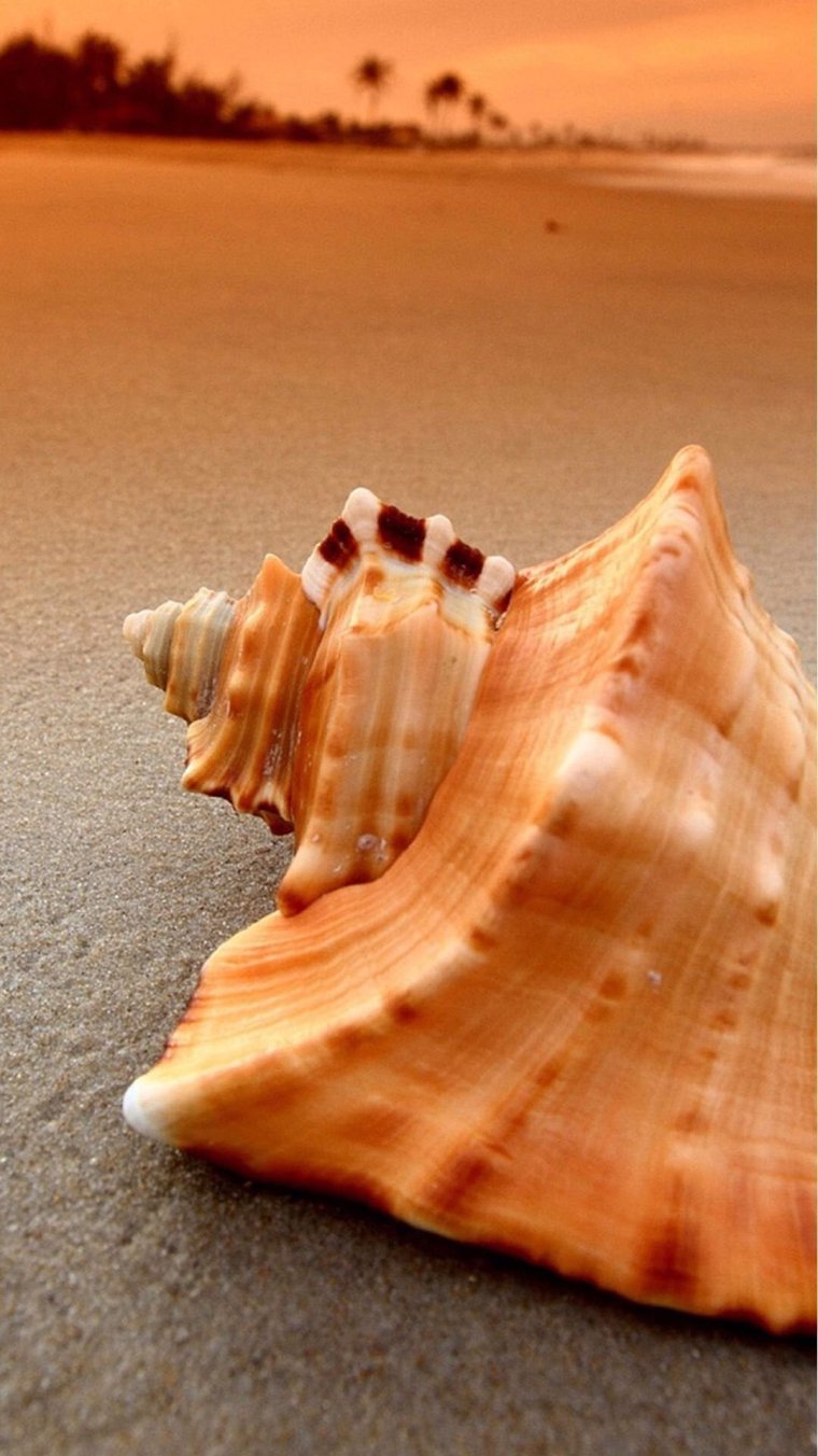 Море ракушки