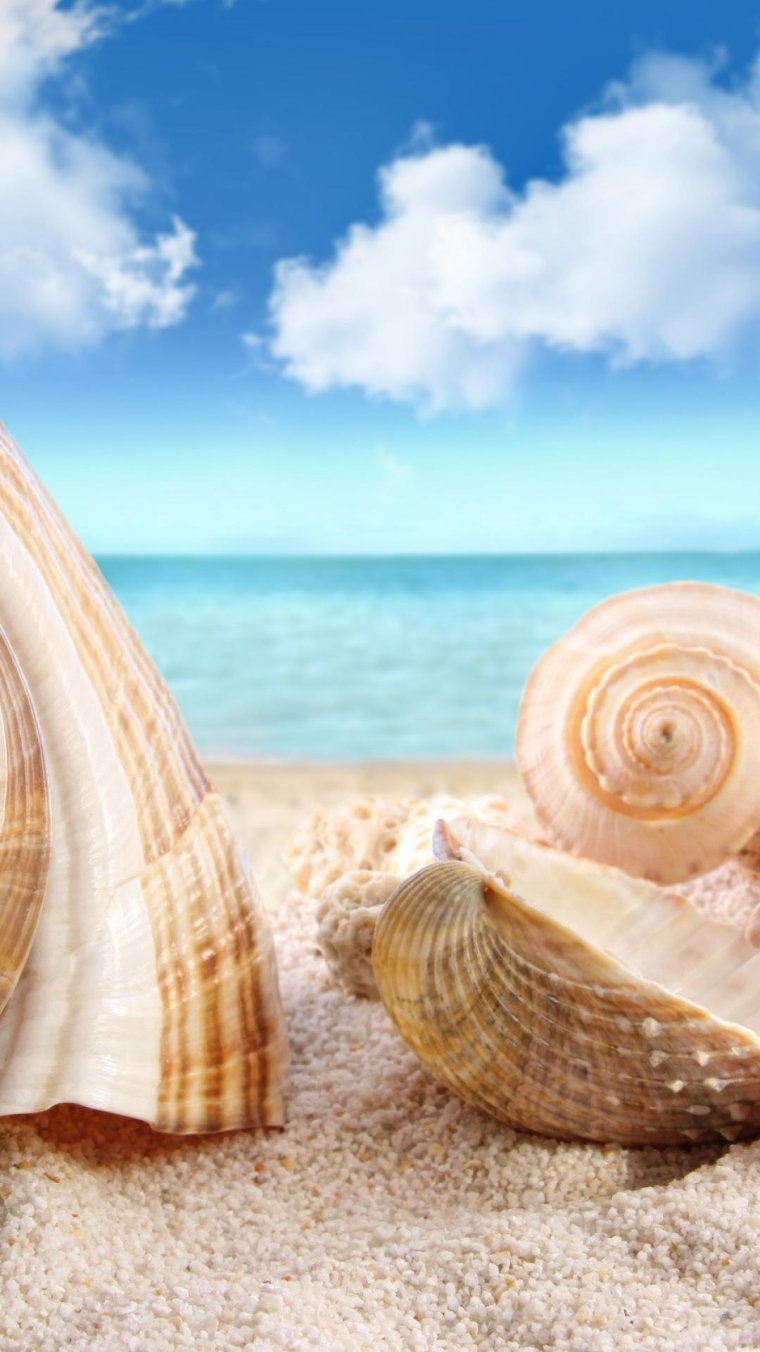 Море песок ракушки