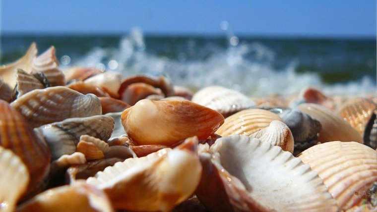 Ракушки на берегу моря