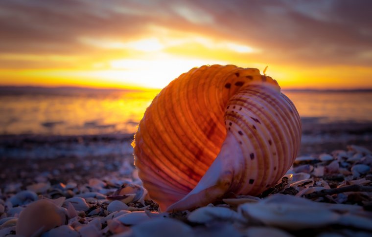 Море ракушки